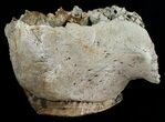 Partial Upper Mammoth Jaw - North Sea #4907-2